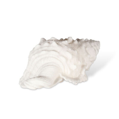 SHELL LAMP