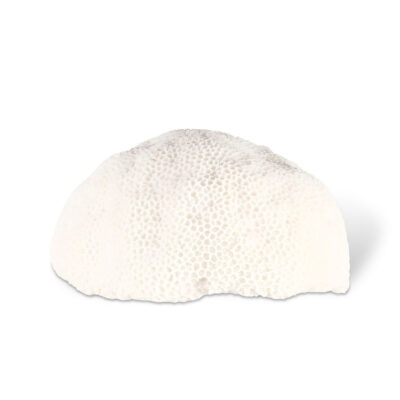 CORAL LAMP